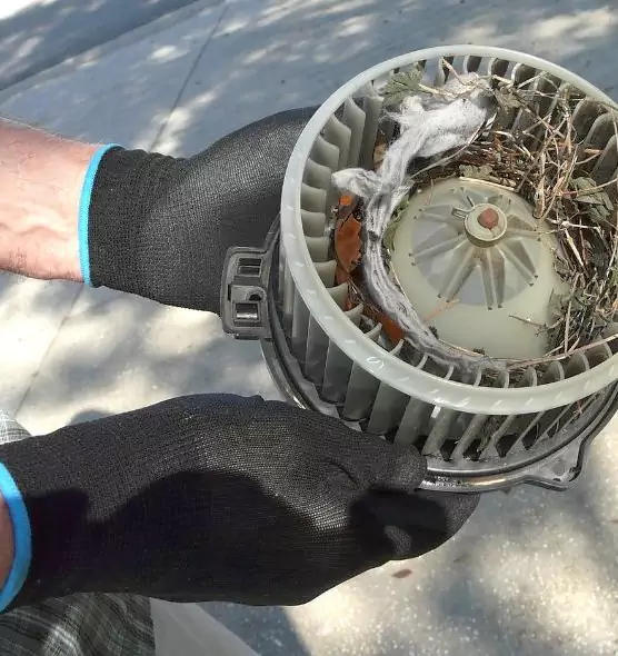 About Air Duct Mice Removal in Wilmington, NC